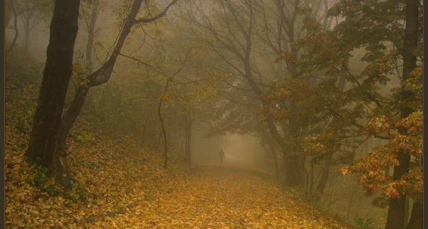 В Рязанской области МЧС предупредило о тумане днем 9 ноября