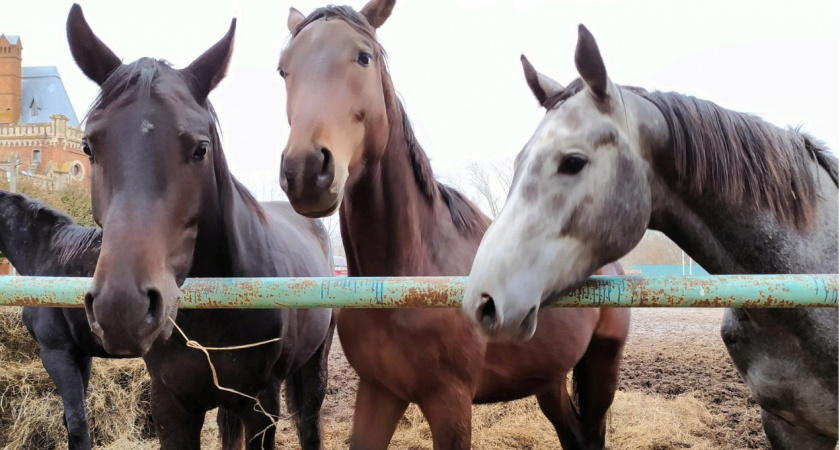 В Рязани на конезаводе лошадь погибла после гостинца от посетителей