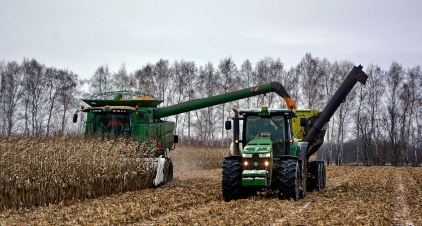 В Рязанской области убрали кукурузу на 50% площадей 
