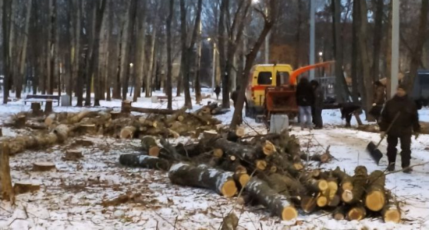 Мэрия Рязани объяснила вырубку деревьев в парке в Приокском
