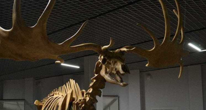 В музейном центре Кремля Рязани разместят копию скелета мегалоцероса