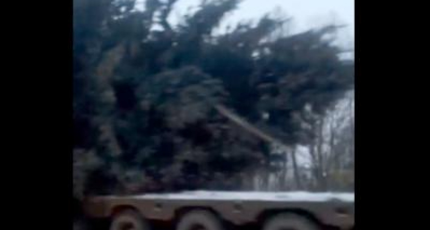 Жители Скопина пожаловались губернатору Рязанской области на срубленную ель