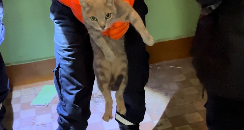 В Рязани спасатели вызволили застрявшего между стенами дома кота 