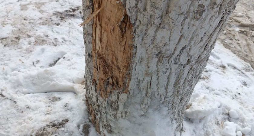 Рязанцы жалуются на поврежденные из-за работы снегоуборочной техники деревья
