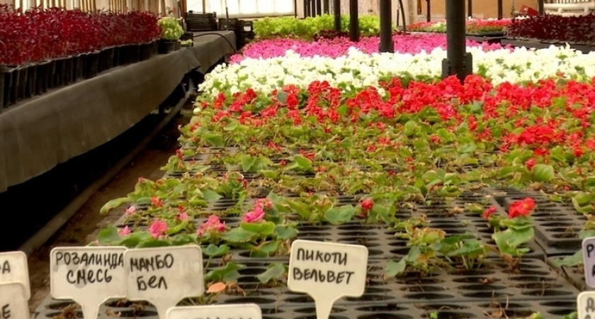 В Рязани на клумбах высадят более 430 тыс. цветов в 2024 году