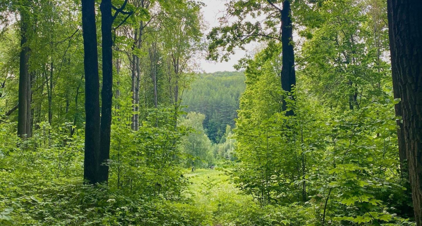 Жители Касимовского района незаконно владели участками лесного фонда