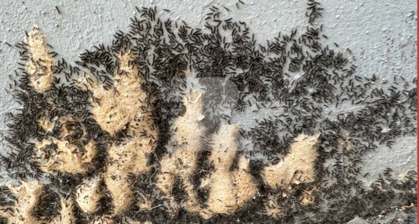 Жители Рязани заметили вылупляющихся личинок непарного шелкопряда