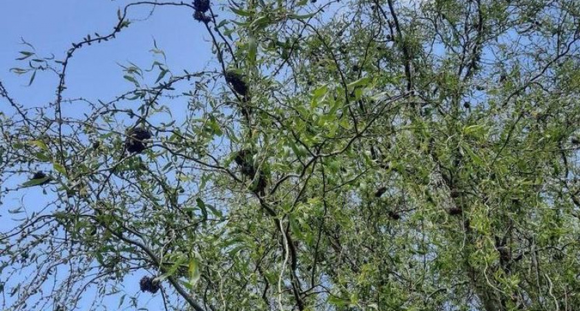 На Лыбедском бульваре в Рязани засняли пораженные шелкопрядом деревья без листьев