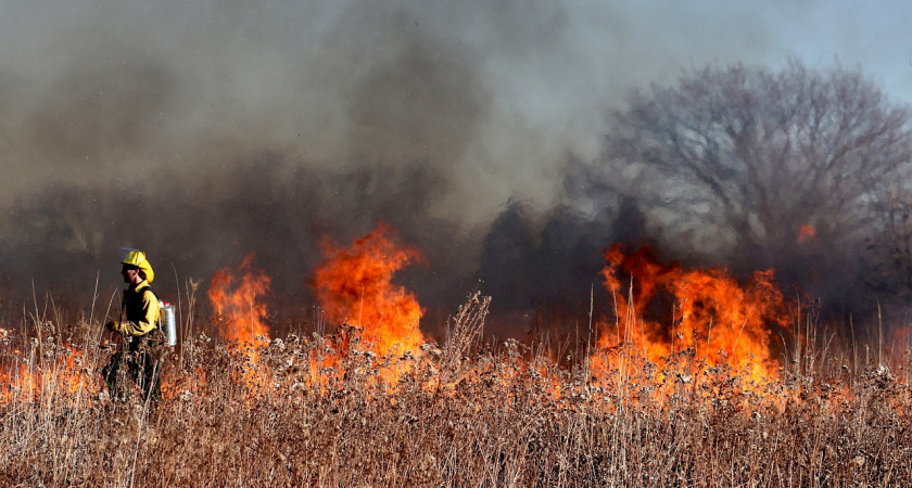 В Рязанской области произошло 4 лесных пожара с начала 2024 года