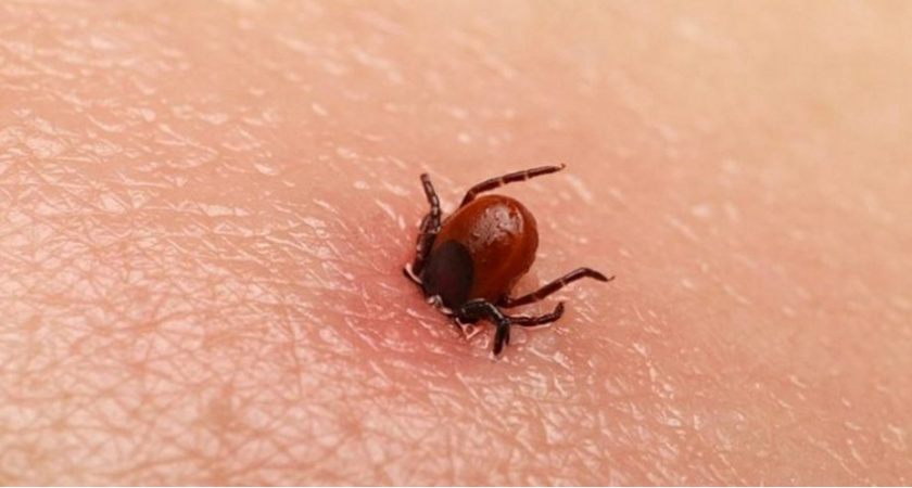 Под Рязанью скончался 7-летний мальчик после укуса клеща