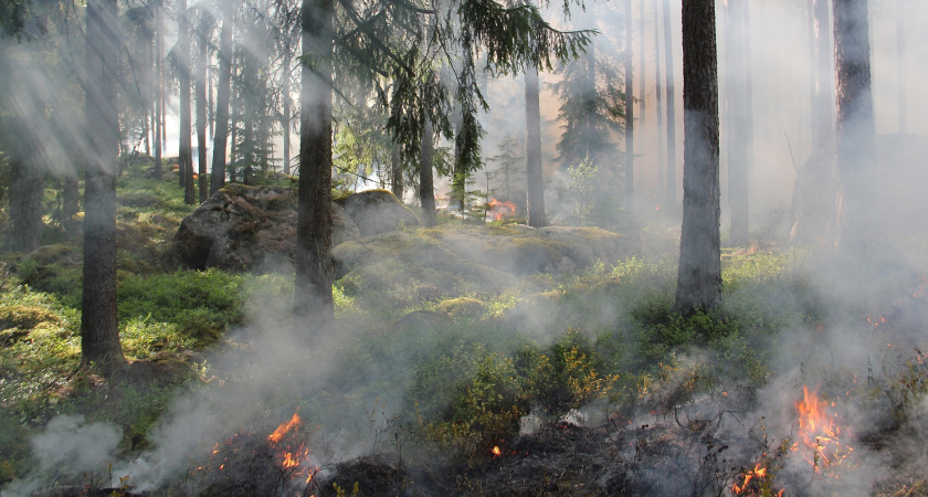 В Рязанской области на выходных загорелся лес