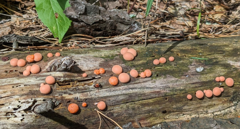 В лесах Рязанской области нашли смертельно опасное грибовидное существо