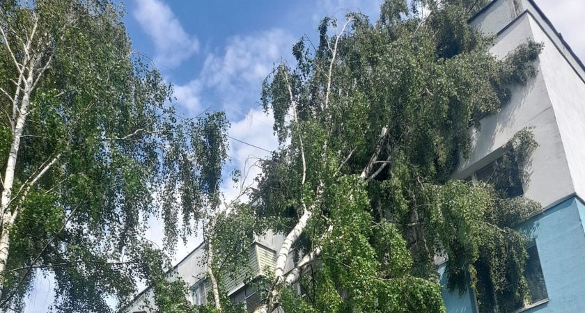 17 июня во время непогоды в Рязани рухнуло 95 деревьев