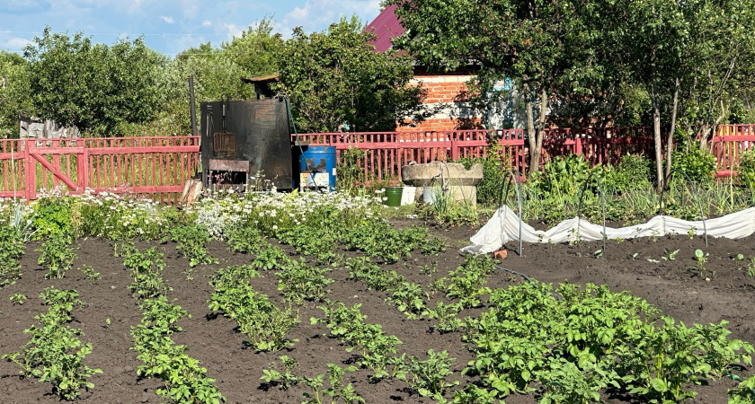 Самое популярное у дачников растение теперь строго запрещено выращивать: новое правило ввели для россиян с 8 июля