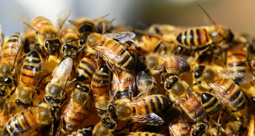 В Сасовском районе установили причину массовой гибели пчел