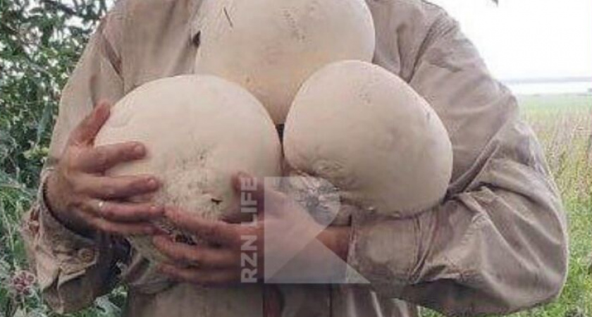 В Рязанской области собрали огромные грибы-дождевики