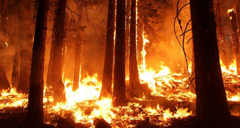 С начала 2024 года в Рязанской области зарегистрировали 13 лесных пожаров