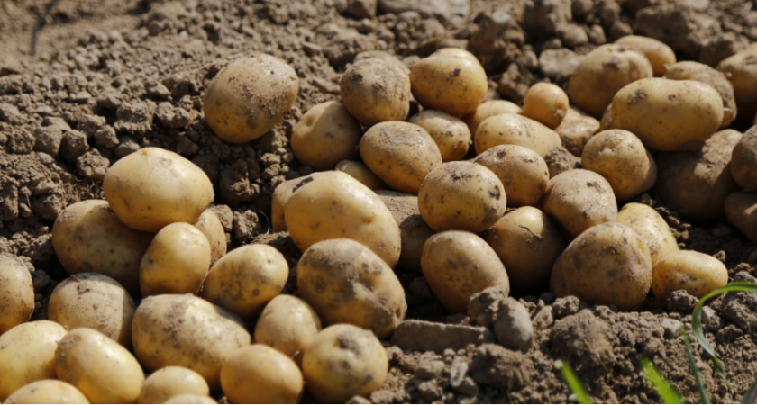 Картошка сохранится до весны: 2 совета от опытного дачника помогут сохранить урожай 