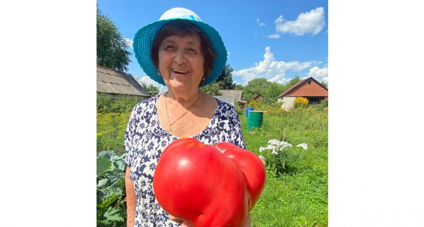 Жительница рязанского Старожилова Лидия Остроумова вырастила гигантский помидор