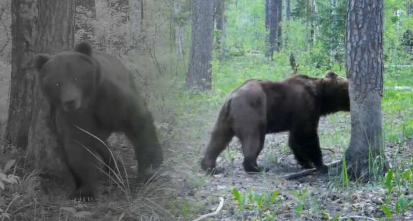 В Окском заповеднике Рязанской области на видео засняли медведя