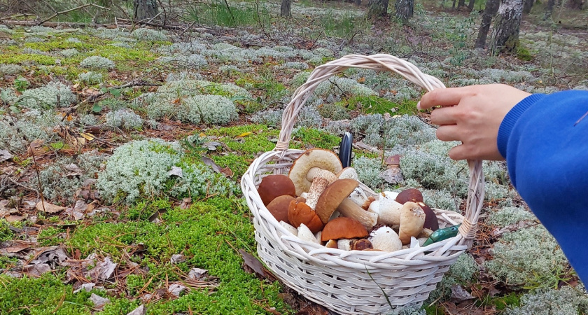 "Вкусный, но смертельно опасный!": Почему этот гриб запрещали в СССР — разрушает органы и убивает