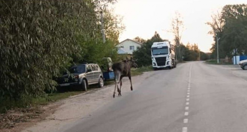 В Рязанской области лось замечен на улицах Касимова