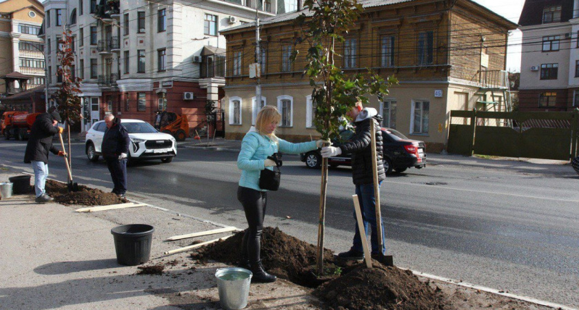 Озеленение Рязани: Более 50 новых деревьев для города 