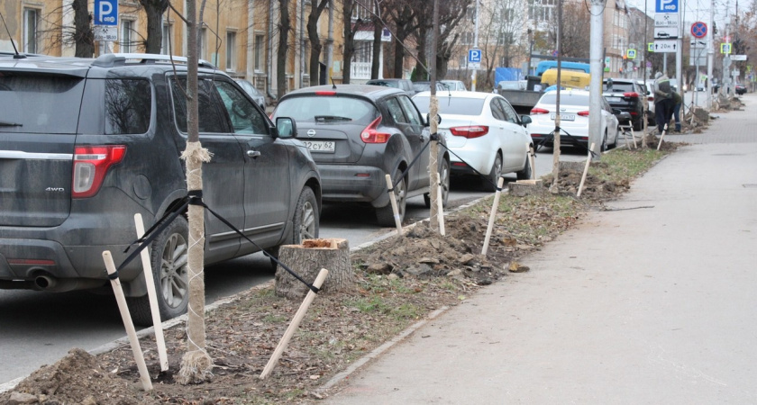 В центре Рязани на выходных высадили почти 80 деревьев