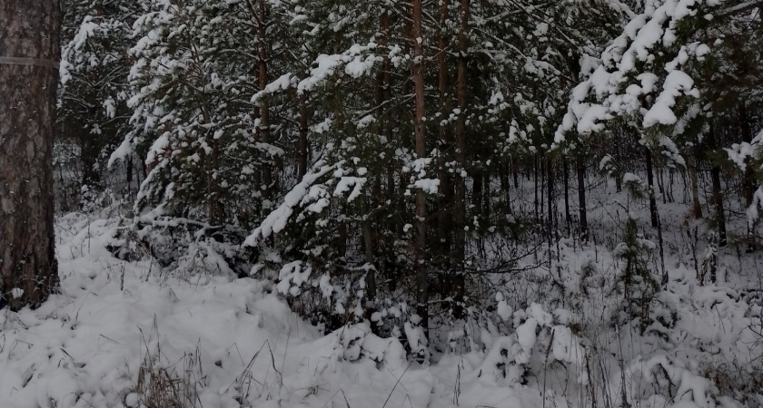 4 декабря в Рязанской области ожидается снег и до -5