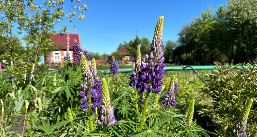 Ноль дождей и «сауна» на улице: синоптики дали новый прогноз на весну 2025 года
