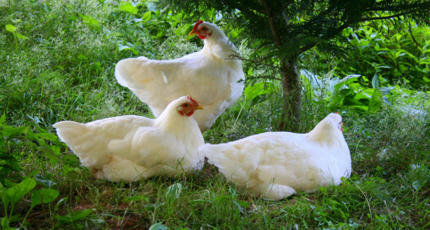 Вместо обычной воды даем курицам это: молодки несутся как бешеные — каждая по 7 яиц