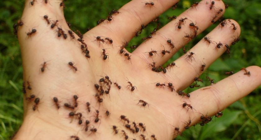 Сосед-дачник разбрасывает винные пробки в огороде в мае: сначала смеялись, теперь тоже так делаем – невероятная польза