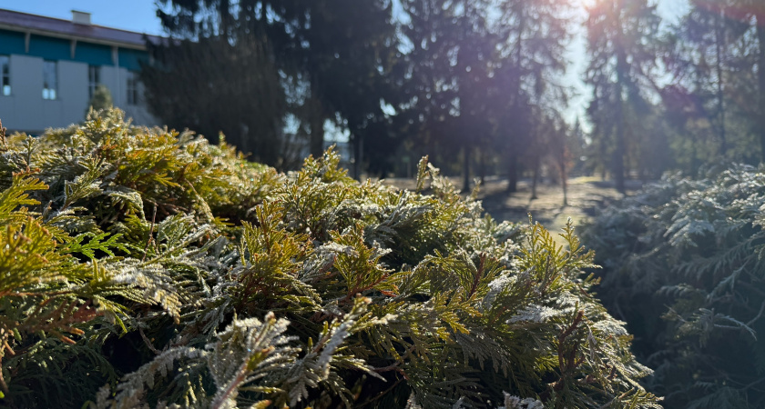 В Рязанской области ожидаются дубовые морозы