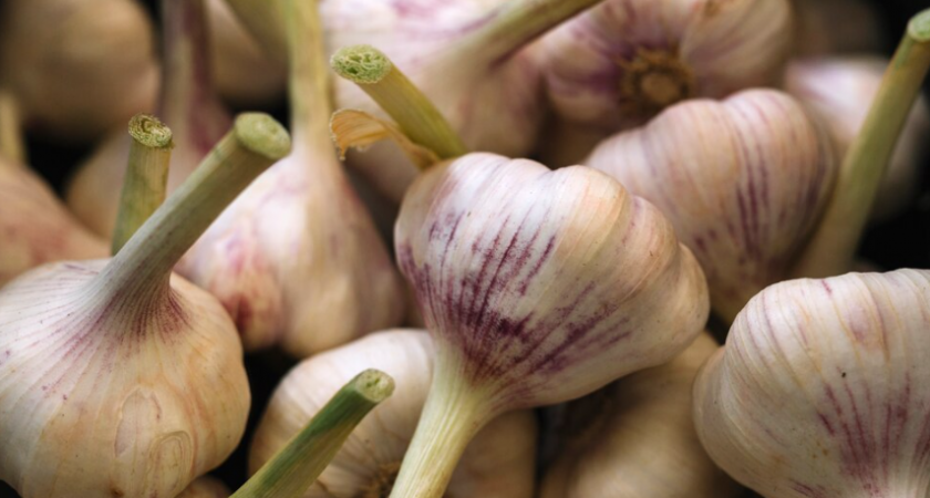 При высоте перьев в 5-10 см чесноку — непременно: 2 ложки в лейку — и головки размером с кулак