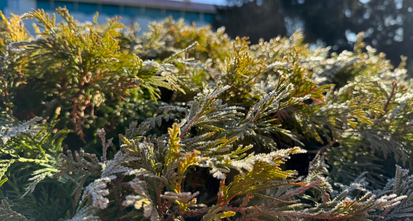 Сильные заморозки ночью и ледяной ветер днем - Вильфанд дал точный прогноз на начало мая