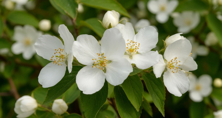 Сирень в пролёте: этот эффектный кустарник радует цветением с лета до зимы и превращает сад в пушистое облачко круглый год
