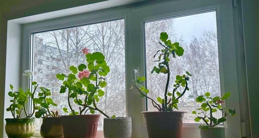 2 гр. на 1 литр — и герань не остановить: цветочные шапки лезут наперегонки круглый год без перерыва