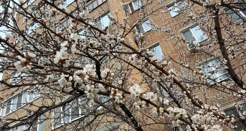  В Милославском обновили яблоневый сад