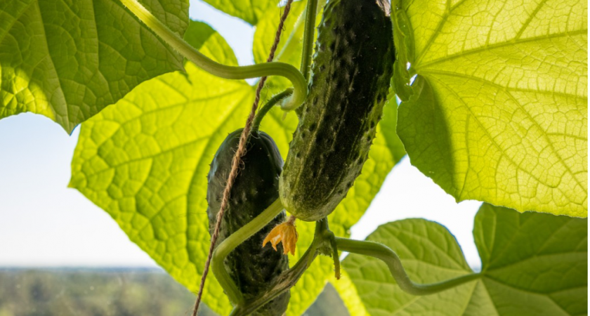 Крошу 1 таблетку на 1 л. — огурцы с помидорами прут до самых заморозков: урожай собираю огромными тачками — не подкормка, а золото