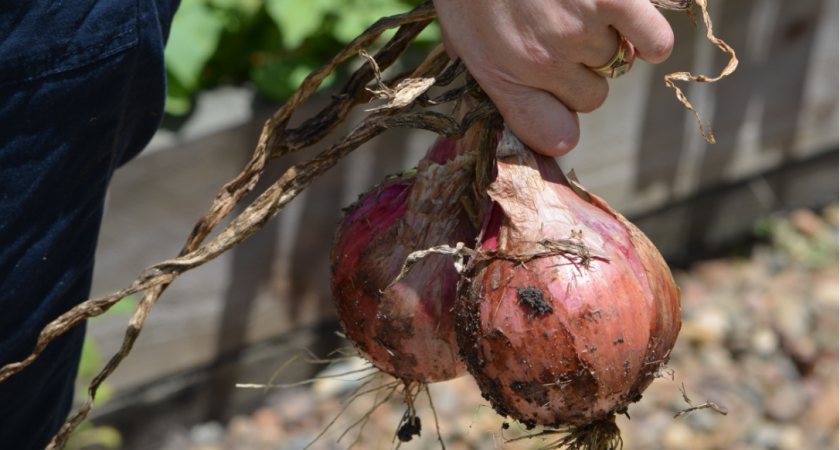 При посадке лука — обязательно: 1 щепотка в лейку — и головки вырастут размером с кулак, а перья не пожелтеют 