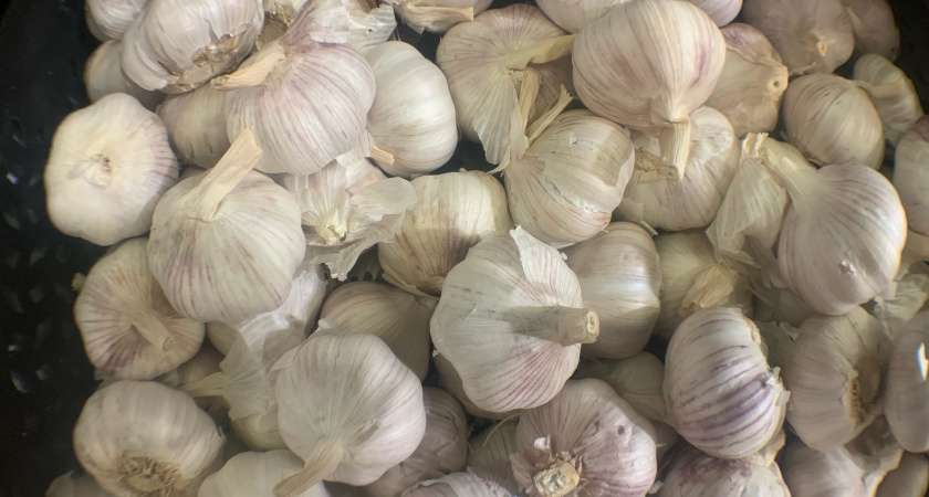 С 1 по 10 мая чесноку — обязательно: 40 гр. в воду — и головки размером с арбуз