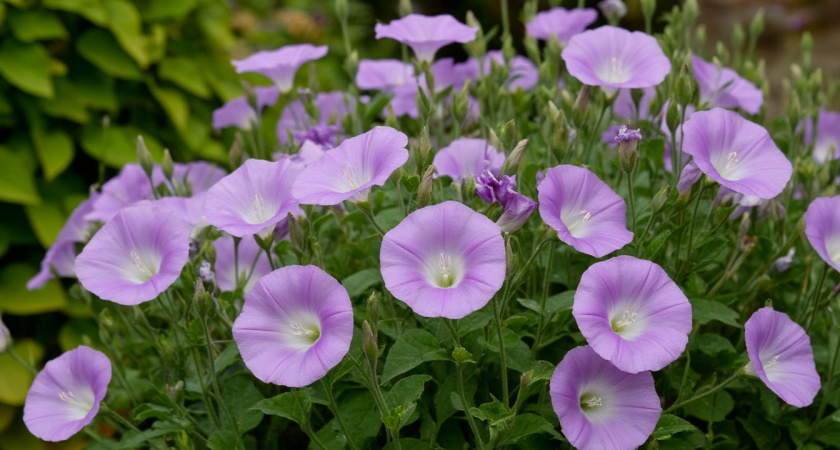 Одна горсть на стебель – и злостный вьюнок рассыпается в прах: не приправа, а чистой воды бриллиант