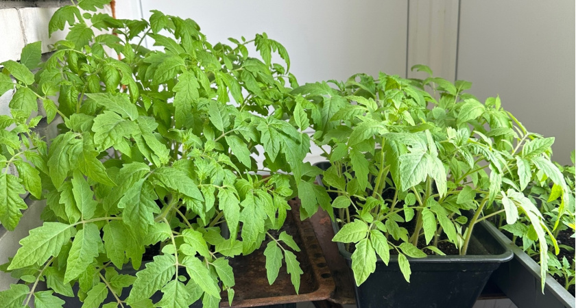 Высаживаем помидоры в теплицу только в эти даты — обязательно: урожай в 5 раз больше — благоприятные дни в мае