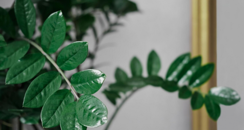 Всего один трюк — и даже срезанный замиокулькас укореняется за неделю, куст как на выставке, листья блестят 