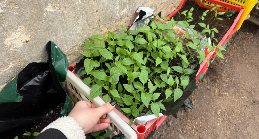 Перед высадкой рассаду нельзя поливать — агрономы объяснили почему и чем лучше подкормить, чтобы не чахла