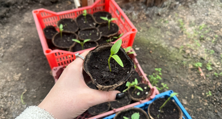 Кидаю 3 ложки в лунку — и перцы прут как на дрожжах: вырастут крупными, сочными и сладкими — до 30 шт. с 1 куста 