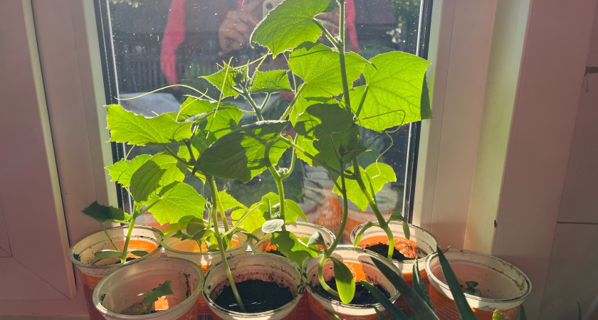 Синоптик Вильфанд предупредил: в эти дни мая высаживать рассаду нельзя — иначе всё пропадёт