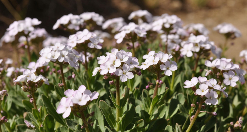 Клумбы на вашем полностью покроются цветочным ковром: этот многолетник идеален для дачи — без лишних хлопот и забот
