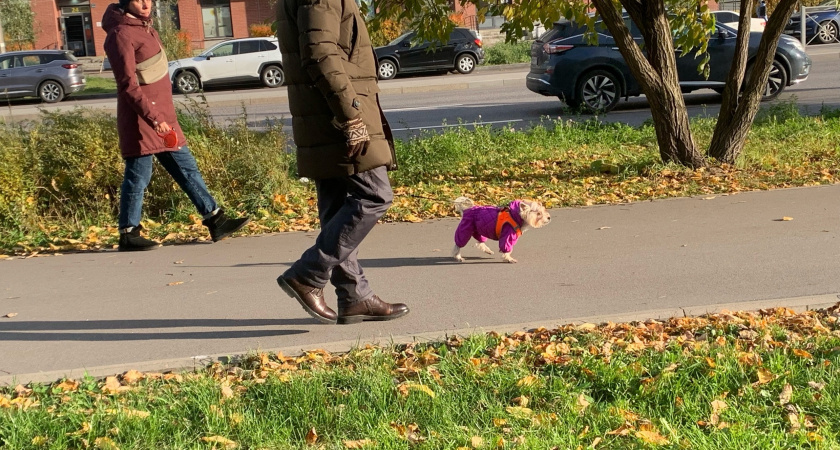 40% рязанцев поддерживают запрет принудительных субботников