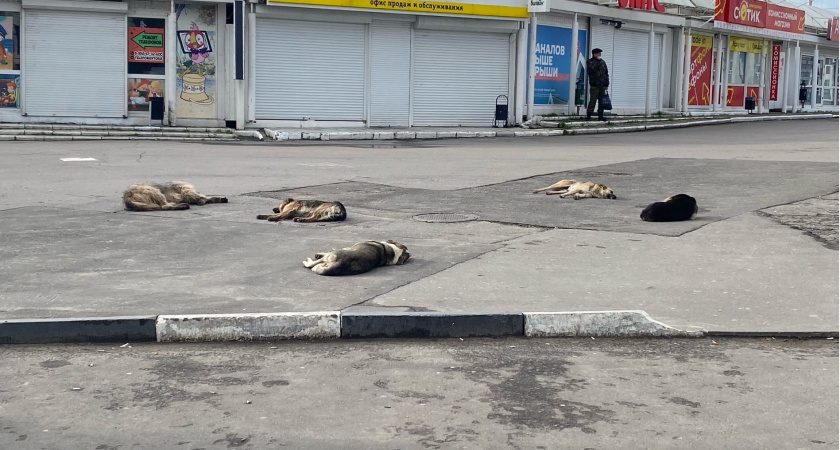 Рязанцы жалуются на бездомных собак у магазина